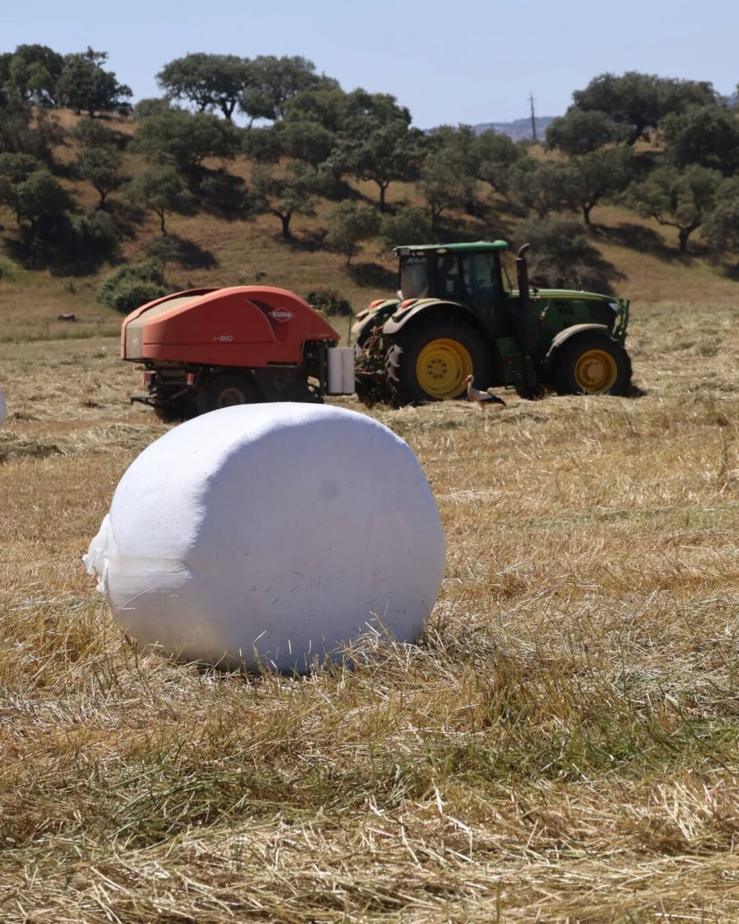 O Ritmo do Campo